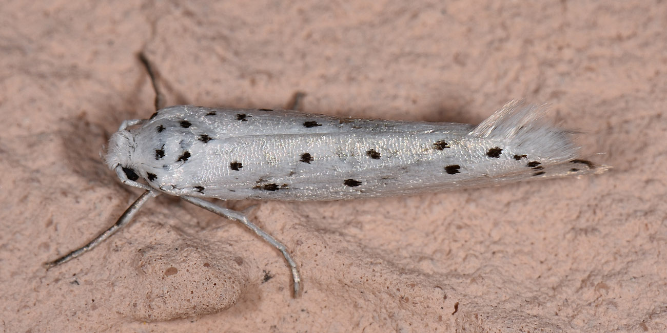 Yponomeutidae? S, Y. cagnagella (Cfr)